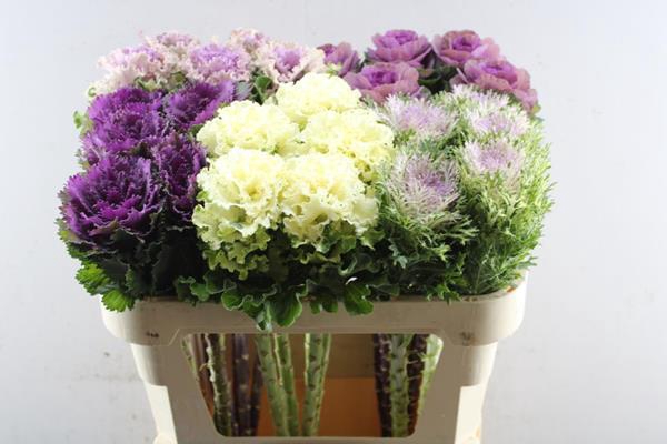 <h4>Brass Gemengd In Fust</h4>