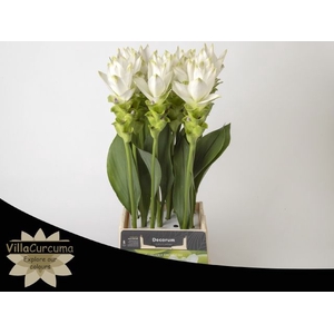 Curcuma Siam Spirit