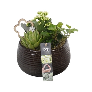 PTIB6460 Arrangement Indoor in keramiek schaal