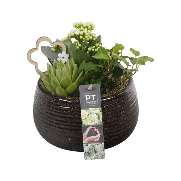 <h4>PTIB6460 Arrangement Indoor in keramiek schaal</h4>