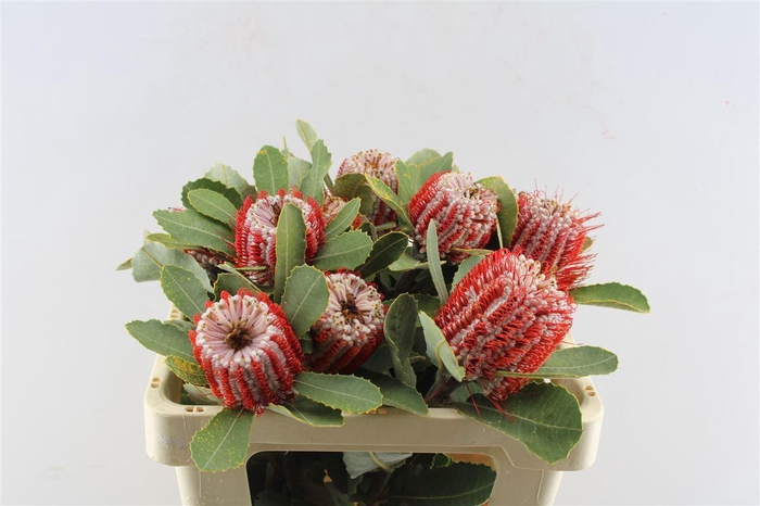 <h4>Banksia Coccinea</h4>