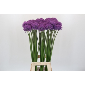 Allium Gladiator