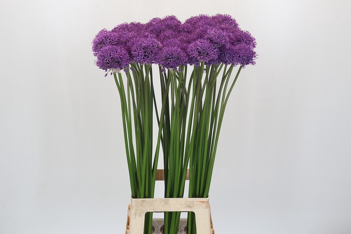 <h4>Allium Gladiator</h4>