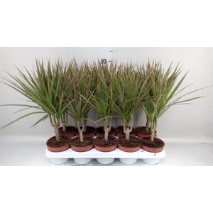 Dracaena marg. 'Bicolor'