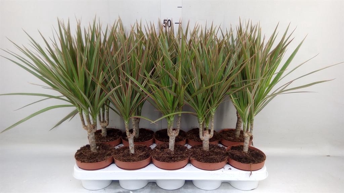 <h4>Dracaena marg. 'Bicolor'</h4>