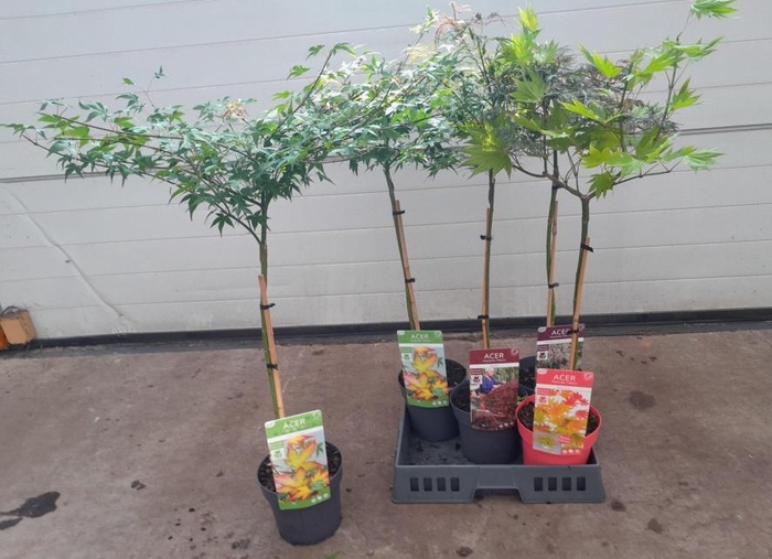 <h4>ACER PALMATUM</h4>