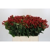 Hypericum Magical Triumph