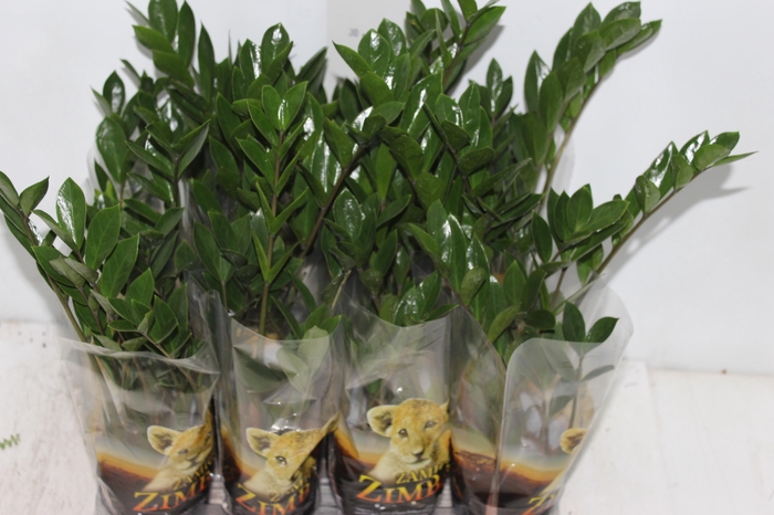 <h4>ZAMIOCULCAS P09</h4>