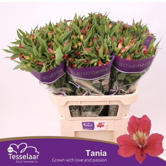 <h4>Alstr Tania</h4>