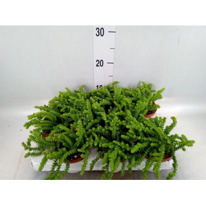 Crassula   ...