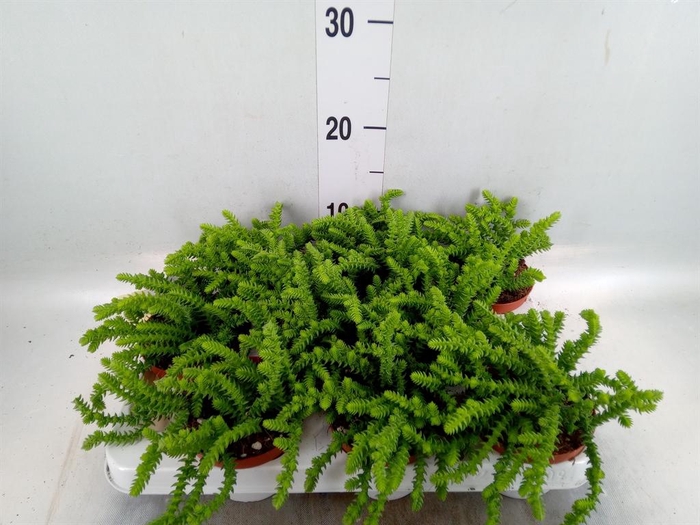 <h4>Crassula   ...</h4>