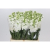 Matthiola Iron White