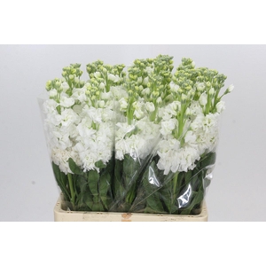 Matthiola Iron White