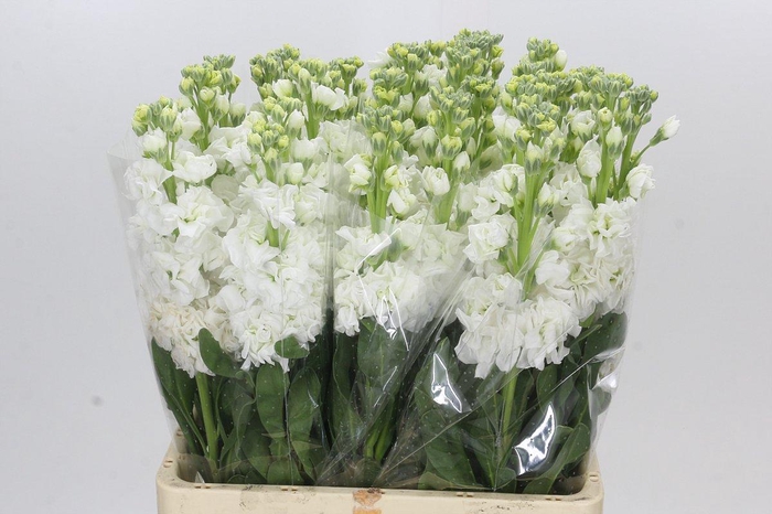 Matthiola Iron White