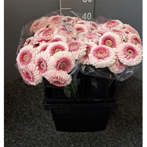 Ge Mi Bolero Liner Bi-color