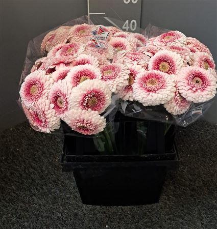 <h4>Ge Mi Bolero Liner Bi-color</h4>