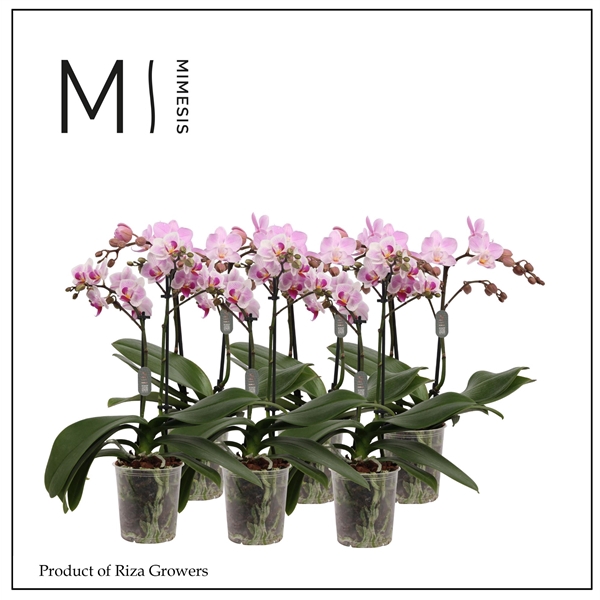 <h4>Mimesis Phal. Light Pink - 2 spike 9cm</h4>