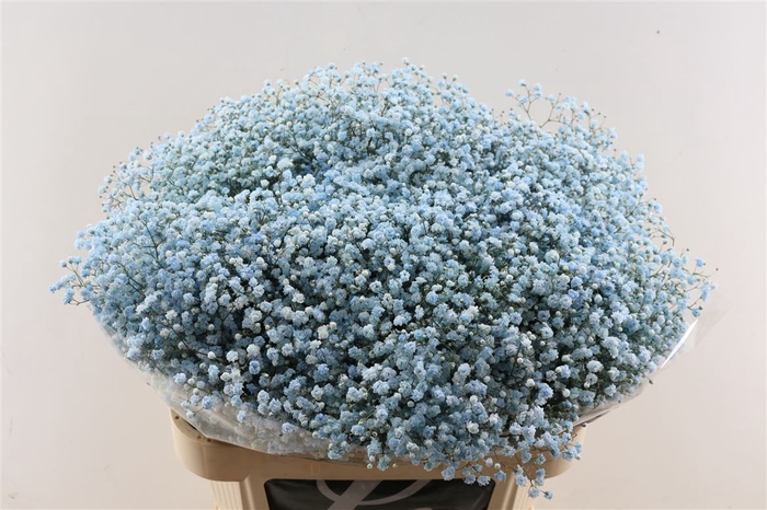 <h4>Gyps Pa. Blue Light</h4>