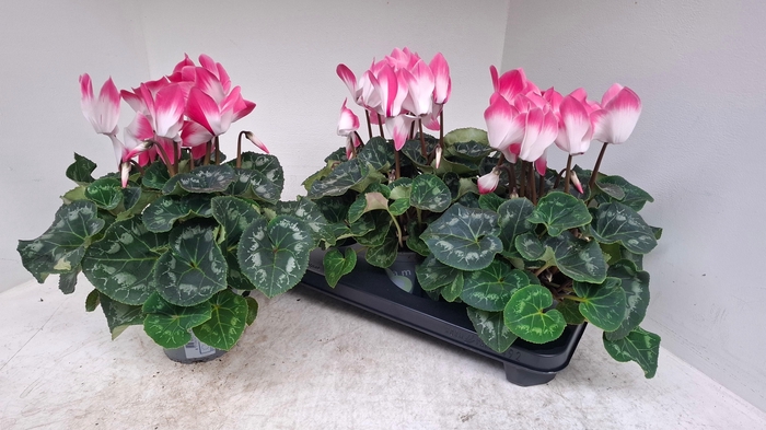 <h4>CYCL GR SUP XL</h4>