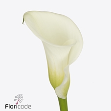 Zantedeschia white art