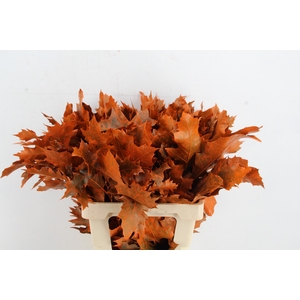 QUERC RUBRA 60CM FROST ORANGE