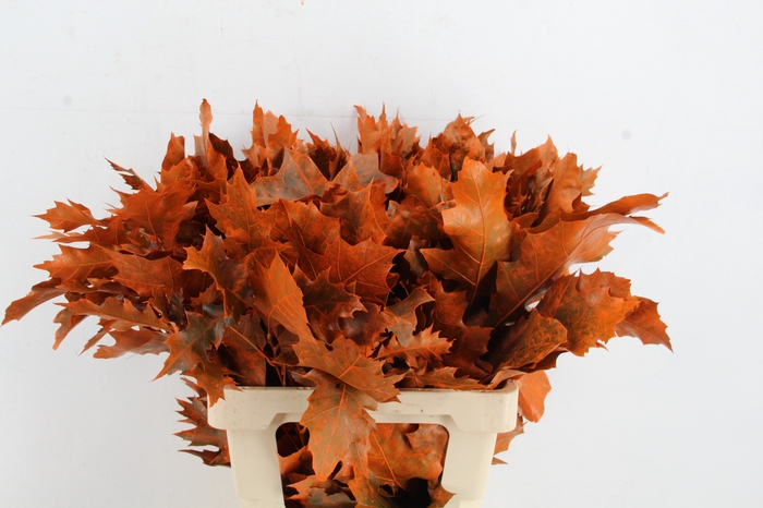 <h4>QUERC RUBRA 60CM FROST ORANGE</h4>