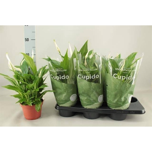 Spath Pearl Cupido