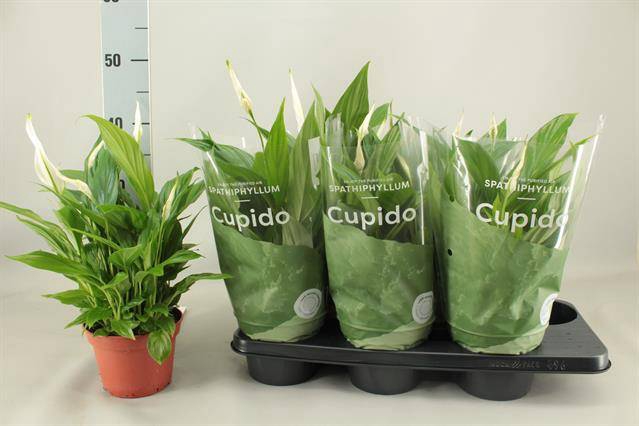 <h4>Spath Pearl Cupido</h4>
