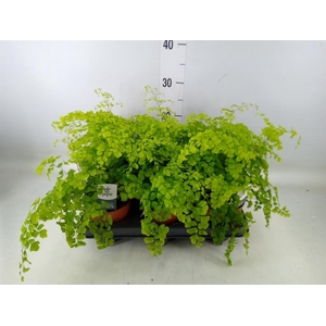 Adiantum raddi. 'Fragrans'