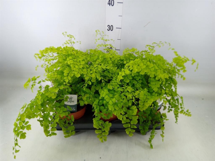 <h4>Adiantum raddi. 'Fragrans'</h4>