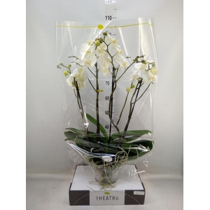 Phalaenopsis   ...white