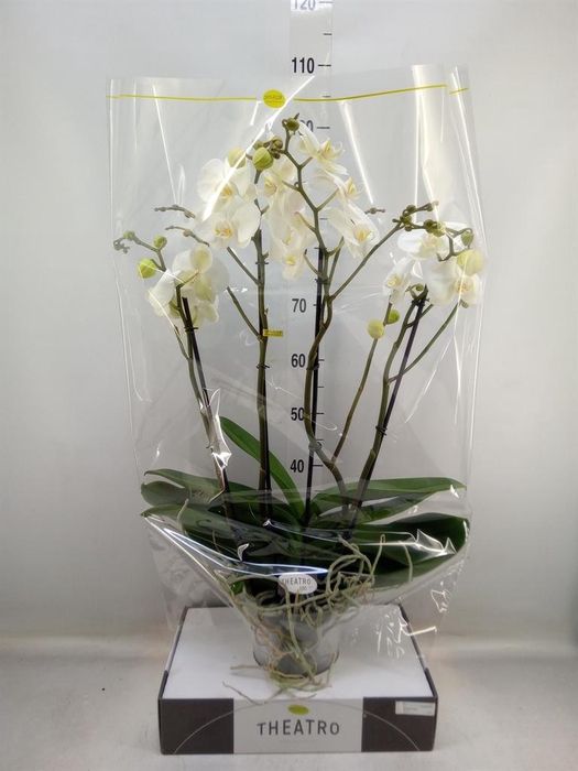 <h4>Phalaenopsis ...white</h4>