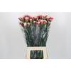 Dianthus St Safari