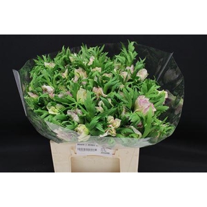 Anem Z Mistrl Wh Bordato