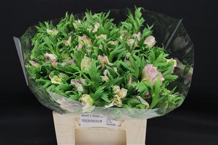 <h4>Anem Z Mistrl Wh Bordato</h4>