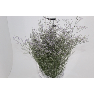 LIMONIUM 070 CM LILAS
