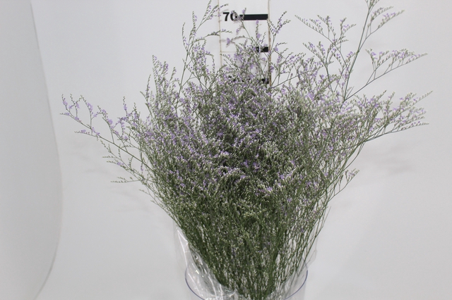 <h4>LIMONIUM 070 CM LILAS</h4>