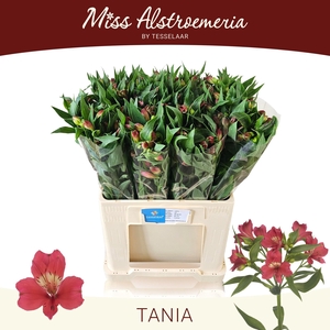 ALSTROEMERIA TANIA 60CM chambre