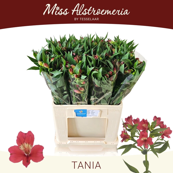 <h4>ALSTR TANIA</h4>