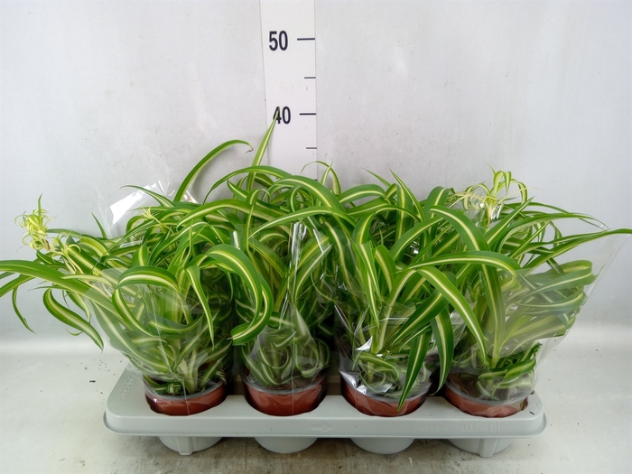 <h4>Chlorophytum com. 'Bonnie'</h4>