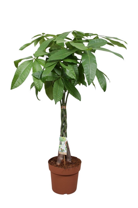 <h4>Pachira aquatica</h4>