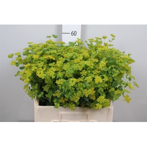 Bupleurum Rotundifol