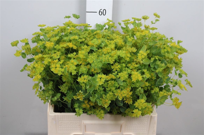 <h4>Bupleurum Rotundifol</h4>