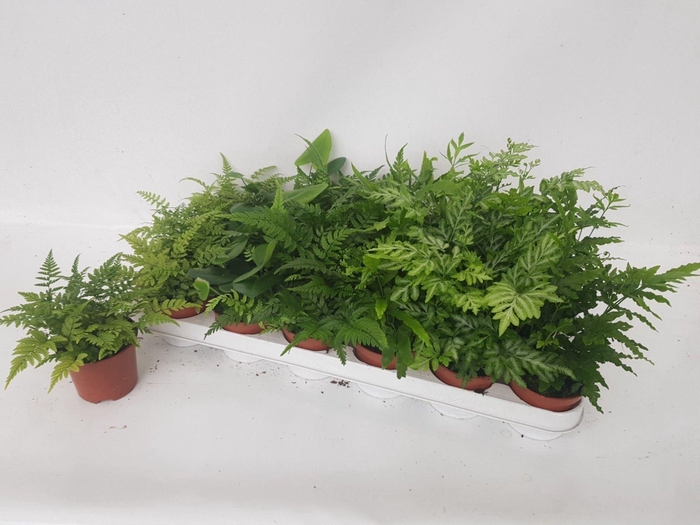 <h4>Varens gemengd</h4>