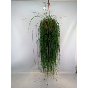 Rhipsalis floccosa