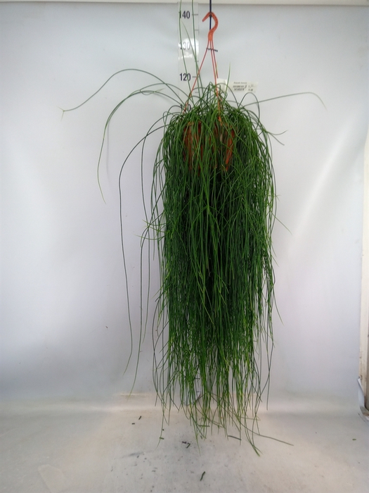 <h4>Rhipsalis floccosa</h4>