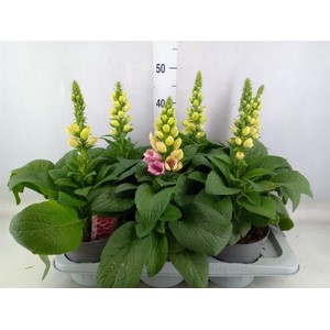 Digitalis   ...