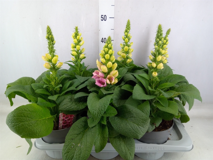 <h4>Digitalis   ...</h4>