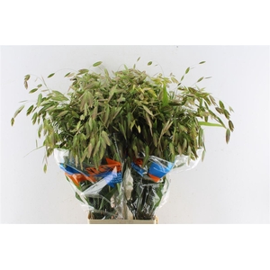 Chasmanthium Latifolium