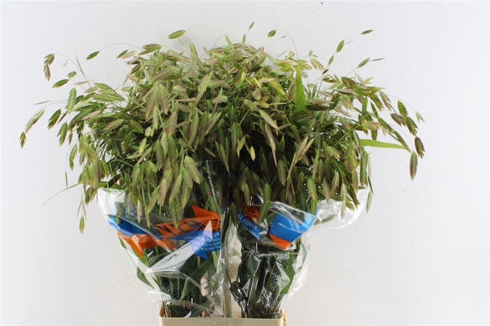 <h4>Chasmanthium Latifolium</h4>